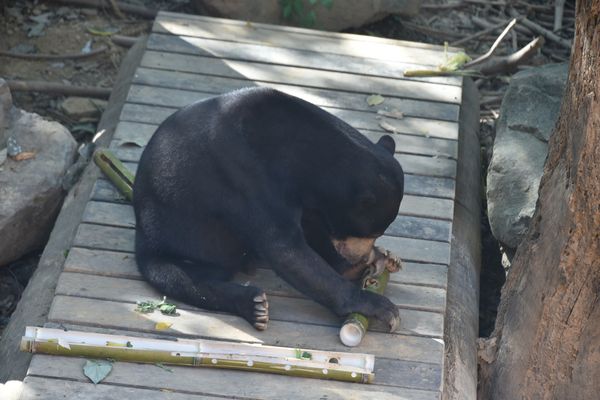 ▲以動物福利為核心落實生命教育 新竹動物園完成逾15項環境優化。（圖／翻攝自新竹市動物園）