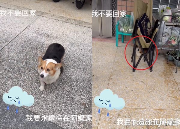 ▲出國把愛犬寄養在阿嬤家！結果不回家了　見主人來接超兇還躲起來（圖／粉專「蘇家四兄妹:蘇祕魯,蘇jojo,蘇sake,蘇vaga」提供，請勿隨意翻拍，以免侵權。）