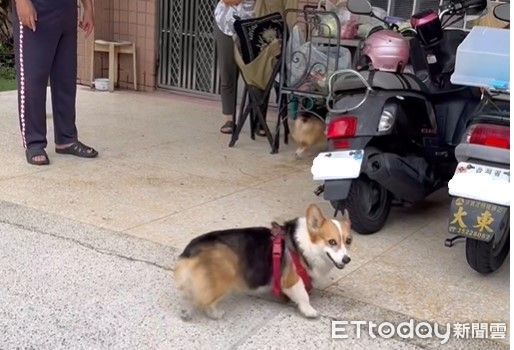 ▲出國把愛犬寄養在阿嬤家！結果不回家了　見主人來接超兇還躲起來（圖／粉專「蘇家四兄妹:蘇祕魯,蘇jojo,蘇sake,蘇vaga」提供，請勿隨意翻拍，以免侵權。）