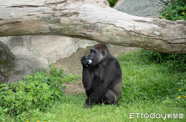 ▲迪亞哥夏天吃冰「帥氣回眸」　保育員加碼客製冰豐富動物園行為（圖／台北市立動物園提供）