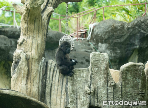 ▲迪亞哥夏天吃冰「帥氣回眸」　保育員加碼客製冰豐富動物園行為（圖／台北市立動物園提供）