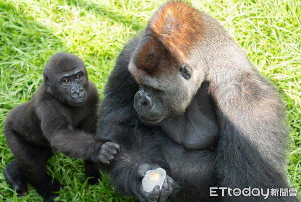 ▲迪亞哥夏天吃冰「帥氣回眸」　保育員加碼客製冰豐富動物園行為（圖／台北市立動物園提供）