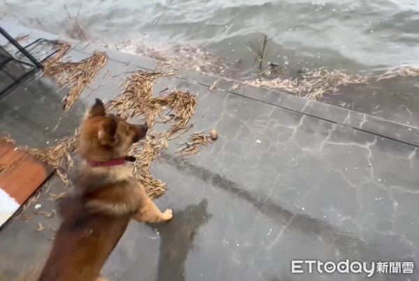 狗狗看到家門外淹水傻眼。（圖／飼主王旌提供）