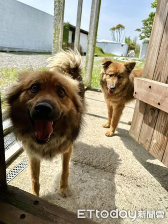 狗狗看到家門外淹水傻眼。（圖／飼主王旌提供）