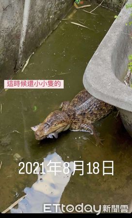 嘉義鱷魚淹水游走。（圖／蔡姓飼主提供）