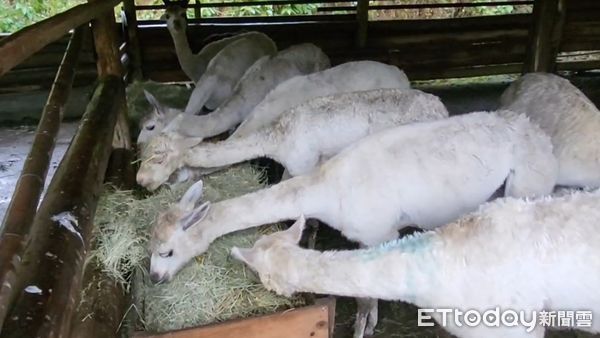 ▲凱米颱風帶來的充沛雨量，台南頑皮世界野生動物園也被大水包圍，保育員還是涉水步行或乘坐竹筏，進入園區照顧園內動物們。（圖／記者林東良翻攝，下同）