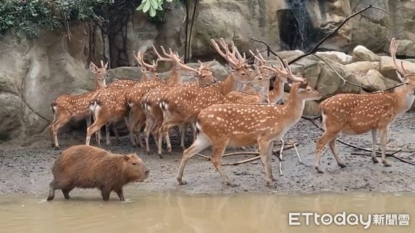 ▲凱米颱風帶來的充沛雨量，台南頑皮世界野生動物園也被大水包圍，保育員還是涉水步行或乘坐竹筏，進入園區照顧園內動物們。（圖／記者林東良翻攝，下同）