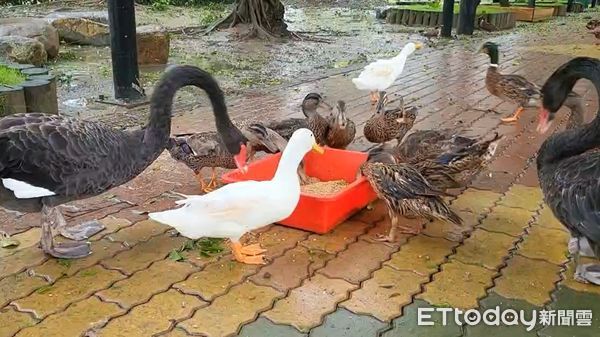 ▲凱米颱風帶來的充沛雨量，台南頑皮世界野生動物園也被大水包圍，保育員還是涉水步行或乘坐竹筏，進入園區照顧園內動物們。（圖／記者林東良翻攝，下同）