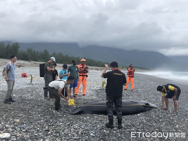 ▲▼抹香鯨幼仔受困花蓮七星潭沙灘，附近海面無其他抹香鯨徘徊逗留跡象。（圖／花蓮縣政府提供，下同）