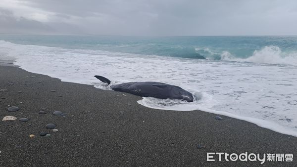 ▲▼抹香鯨幼仔受困花蓮七星潭沙灘，附近海面無其他抹香鯨徘徊逗留跡象。（圖／花蓮縣政府提供，下同）