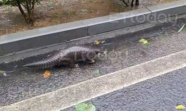 ▲▼一隻保育類穿山甲疑因地洞遭水淹沒跑在路中險遭路殺，記者發現後立即引導牠到路旁草叢中。（圖／記者李陳信得攝，下同）