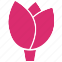 flower, bloom, ecology, lotus, nature, pink, plant