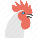 animal, chicken, cockerel head, poultry, white rooster