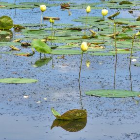 Lotus in the sky