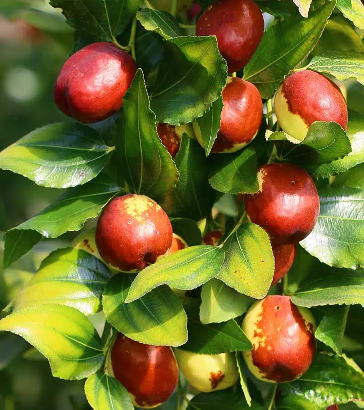 21 Amazing Benefits Of Jujube, How To Use It, & Side Effects