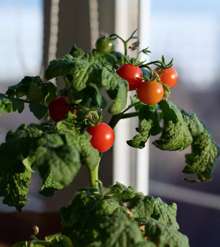 8 Vegetables You Can Grow In Your Apartment_image