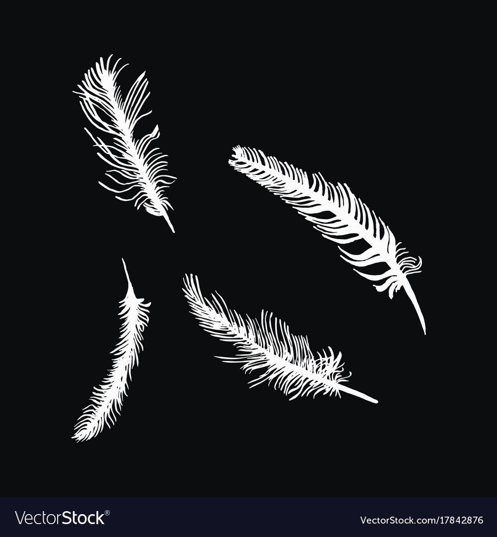 Hand draw set of feathers on a black background Vector Image