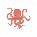 animal, mollusc, mollusk, octopus, sea creature, tentacles