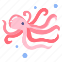 octopus