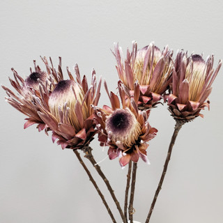 Dried Protea Flowers | 5stems by BLOOMINGFUL FLOWERS