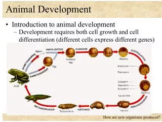 Animal Development