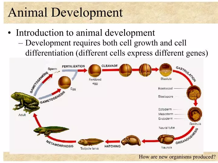 animal development