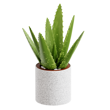 Aloe vera  3D Icon