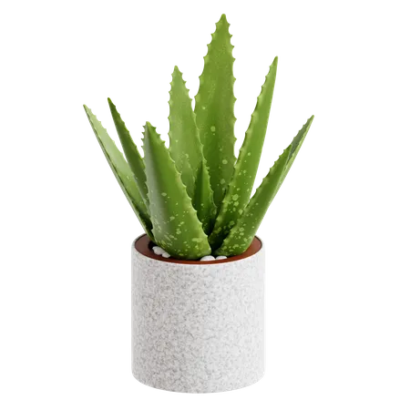 Aloe vera  3D Icon