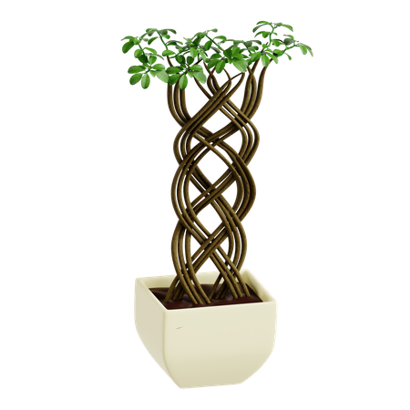 Árbol de ficus en red  3D Icon