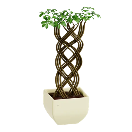 Árbol de ficus en red  3D Icon