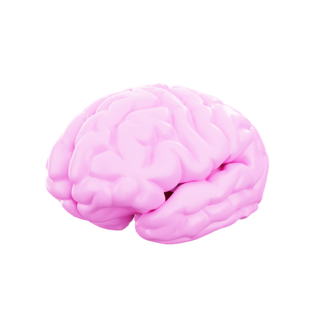 Brain  3D Illustration