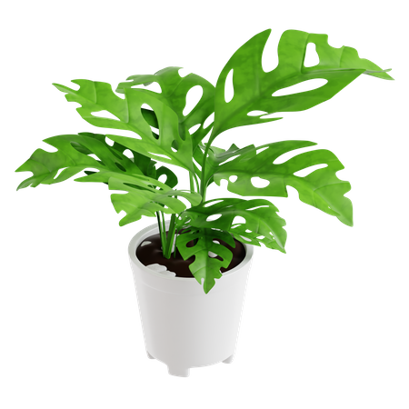 Broken Heart Plant  3D Icon