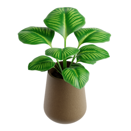 Calathea orbifilia  3D Icon