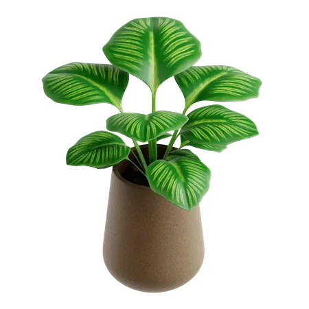 Calathea orbifilia  3D Icon