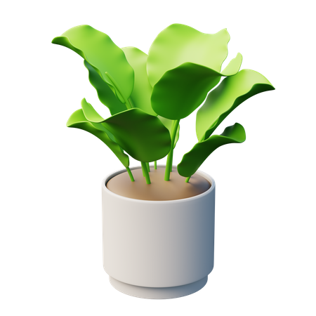 Planta calateia  3D Icon