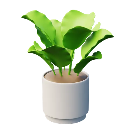 Plante calathée  3D Icon