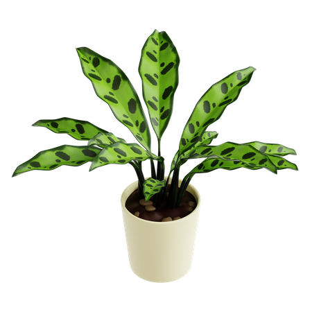 Planta de serpiente de cascabel calathea  3D Icon