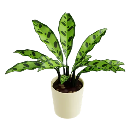 Planta de serpiente de cascabel calathea  3D Icon