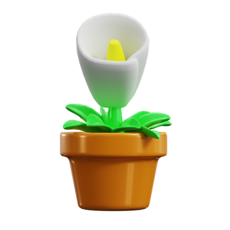 Calla Lily  3D Icon