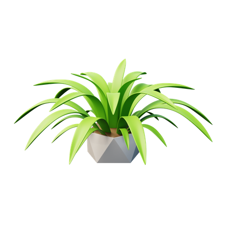 Cast Iron Plant  3D Icon