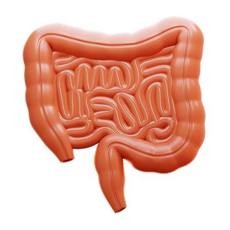 Colon  3D Icon