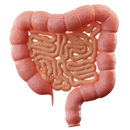 Colon  3D Icon