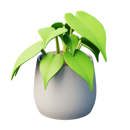 Planta de filodendro de hoja de corazón  3D Icon