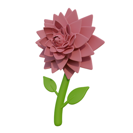 Dahlia  3D Icon