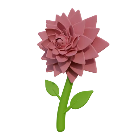 Dahlia  3D Icon