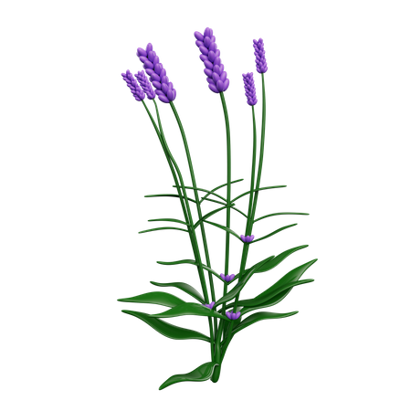 Flores  3D Icon