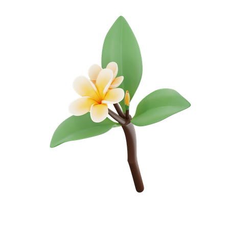 Frangipani  3D Icon