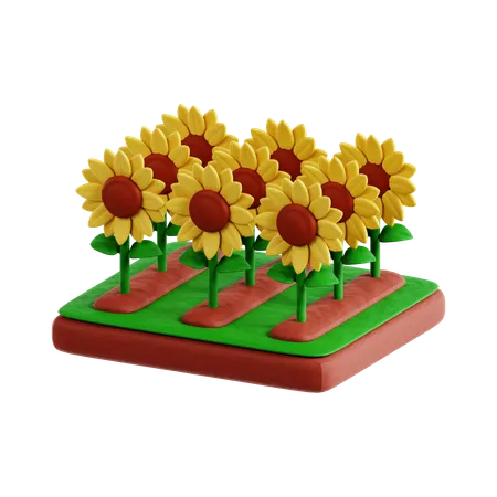 Girasol  3D Icon