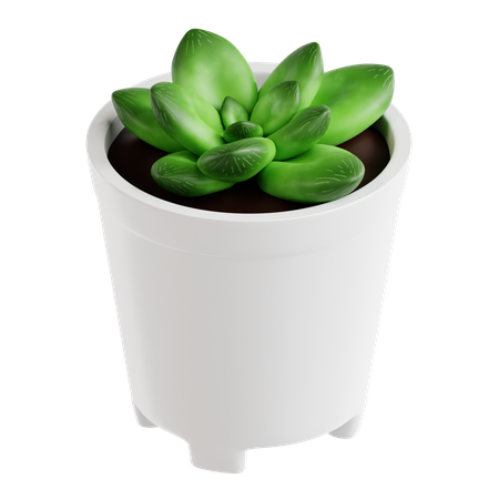 Planta haworthia cymbiformis  3D Icon