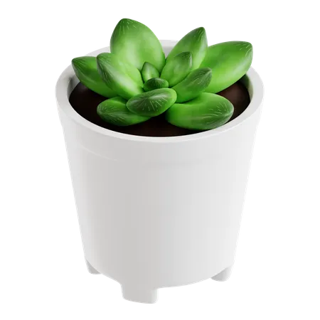 Planta haworthia cymbiformis  3D Icon